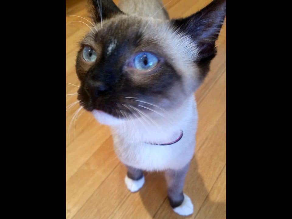 Bootsie